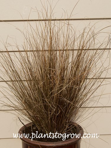 'Red Rooster' Sedge (Carex buchananii)
An 8 inch potted plant.  Picture taken in early November.  Red Rooster is cold tolerant.